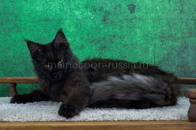 Maine Coon kitten