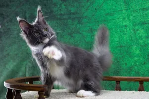 Котенок мейн-кун