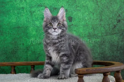 Samuel — Maine Coon kitten, Blue classic Tabby MCO a 22