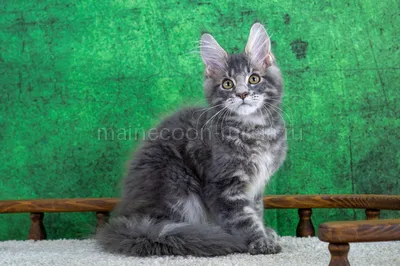 Samuel — Maine Coon kitten, Blue classic Tabby MCO a 22