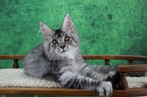 Wolfgang
