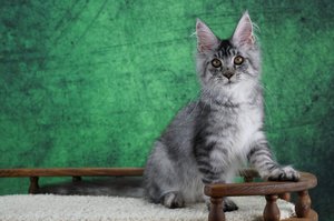 Wolfgang