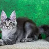 Persephone - фото 1