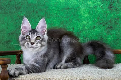 Persephone — Maine Coon kitten, Black Silver marble, rossetes blotched MCO ns 25