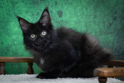 Котенок мейн-кун