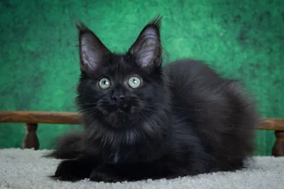 Котенок мейн-кун