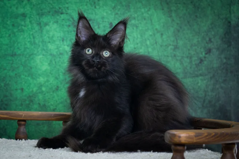 Maine Coon kitten Black white dots on paws or/and stomach MCO n 09 Girl