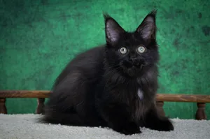 Котенок мейн-кун