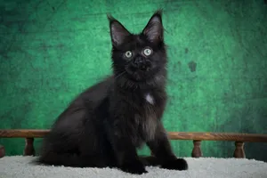 Котенок мейн-кун