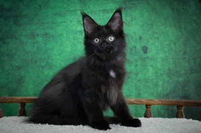 Котенок мейн-кун