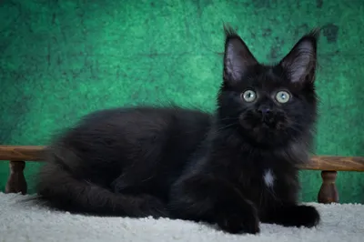 Котенок мейн-кун