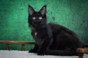 Котенок мейн-кун