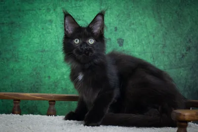 Котенок мейн-кун