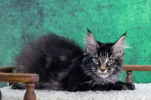 Котенок мейн-кун