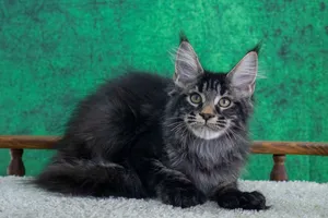 Котенок мейн-кун