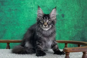 Котенок мейн-кун