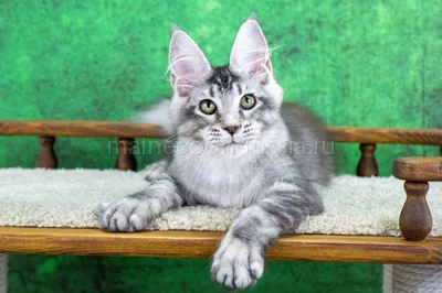 Persephone — Maine Coon kitten, Black Silver marble, rossetes blotched MCO ns 25