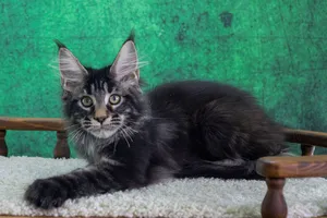 Котенок мейн-кун