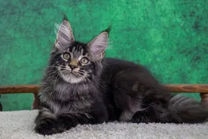 Котенок мейн-кун