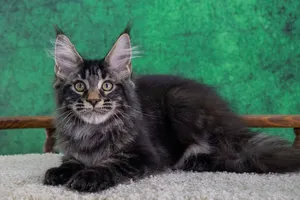 Котенок мейн-кун