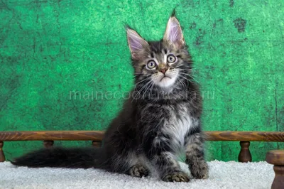 Winston — Maine Coon kitten, Black classic Tabby (Brown) MCO n 22