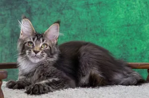 Котенок мейн-кун