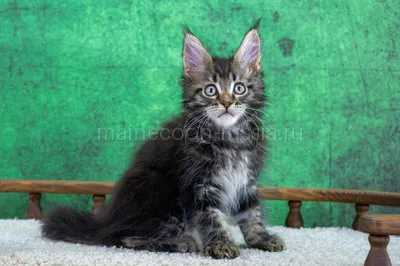 Winston — Maine Coon kitten, Black classic Tabby (Brown) MCO n 22