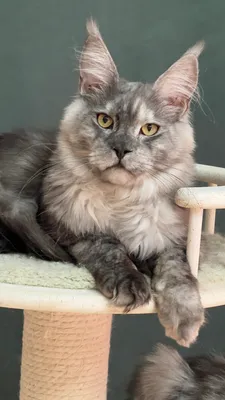 Котенок мейн-кун