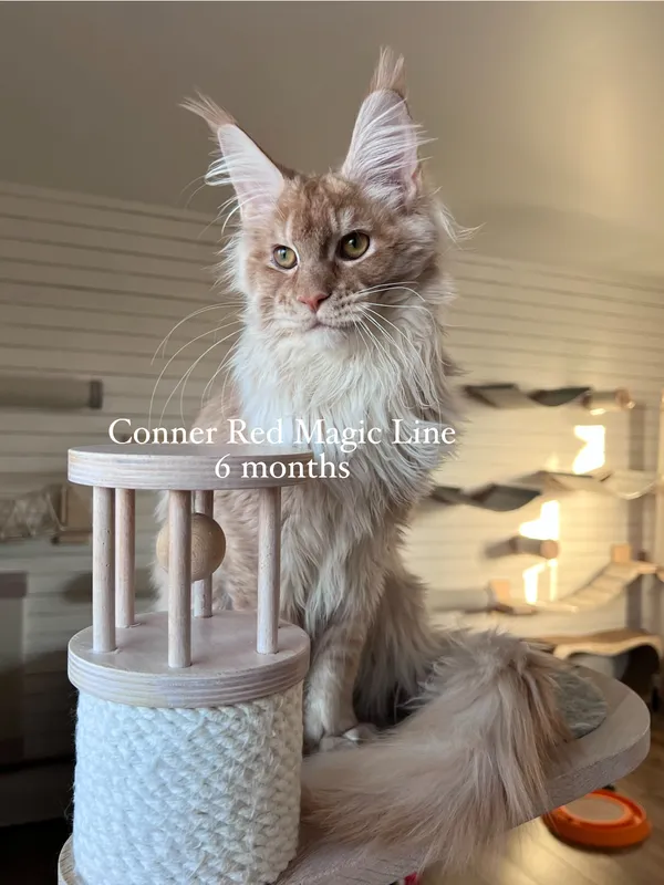 Котенок мейн-кун Красный дым MCO ds  Мальчик