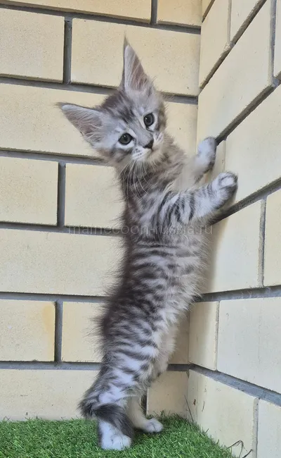 Boy — Maine Coon kitten, Black Silver Mac Tabby MCO ns 23
