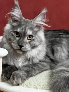 Maine Coon kitten