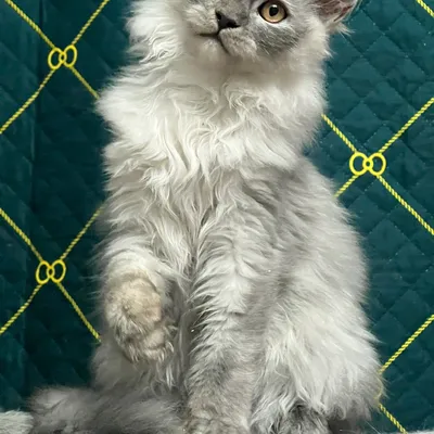 Котенок мейн-кун