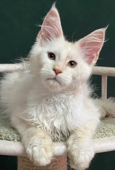 Maine Coon kitten