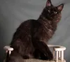 HOLLY