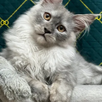 Котенок мейн-кун