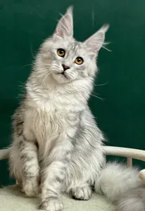 Maine Coon kitten