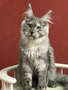 Котенок мейн-кун