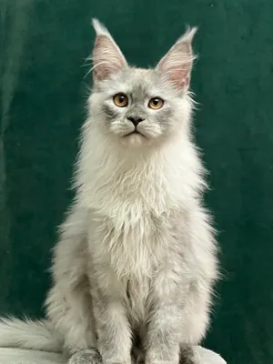 Котенок мейн-кун