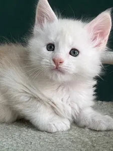 Котенок мейн-кун