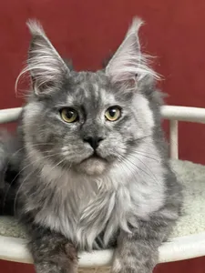 Котенок мейн-кун