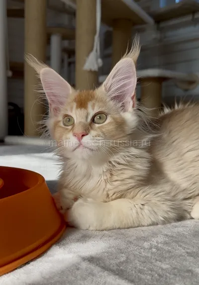 Freddy — Maine Coon kitten, Red Silver marble, rossetes blotched MCO ds 25
