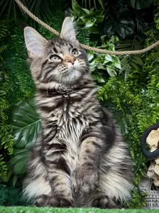 Котенок мейн-кун