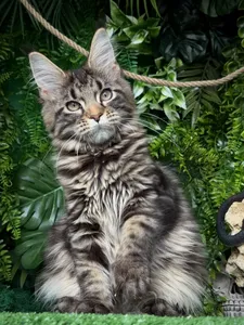 Котенок мейн-кун