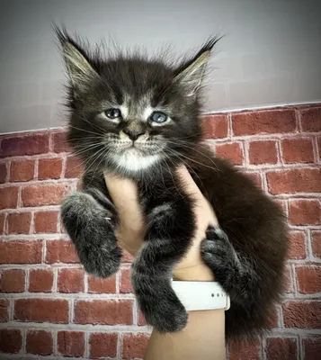 Maine Coon kitten