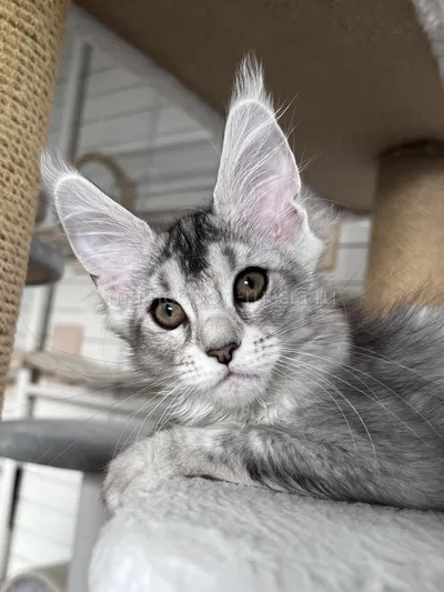 Gerda — Maine Coon kitten, Black Silver marble, rossetes blotched MCO ns 25