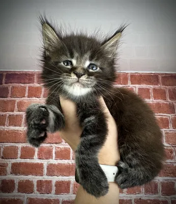 Maine Coon kitten