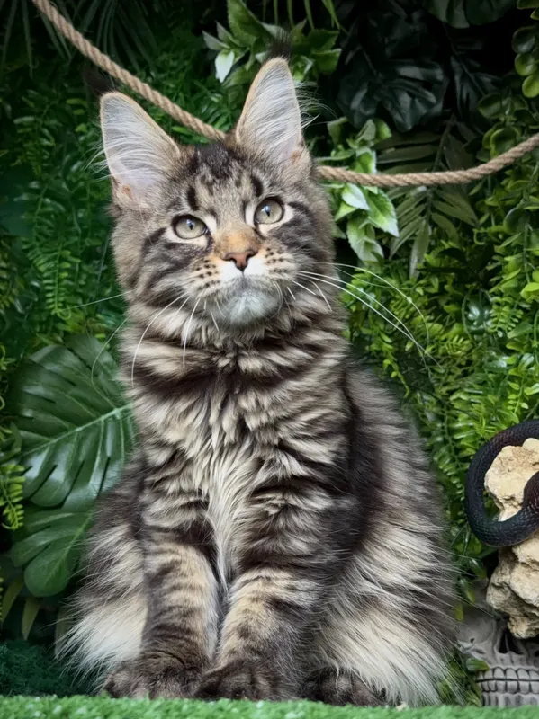 Maine Coon kitten Black classic Tabby (Brown) MCO n 22 Girl