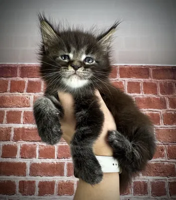 Maine Coon kitten