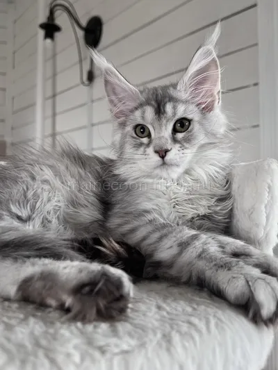 Gloria — Maine Coon kitten, Black Silver marble, rossetes blotched MCO ns 25