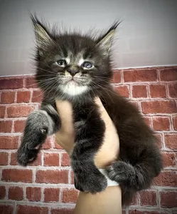 Maine Coon kitten